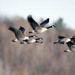 Birds of Ontario and Halton Hills. goose-canadian