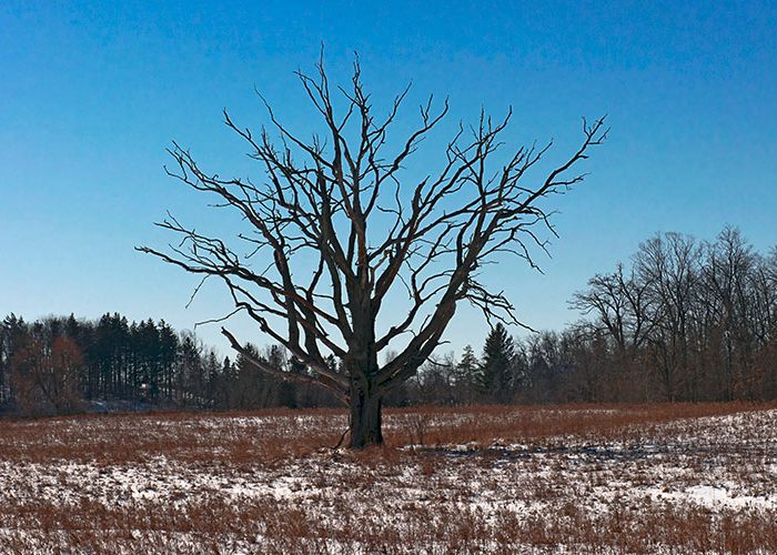 Scotsdale Farm in winter