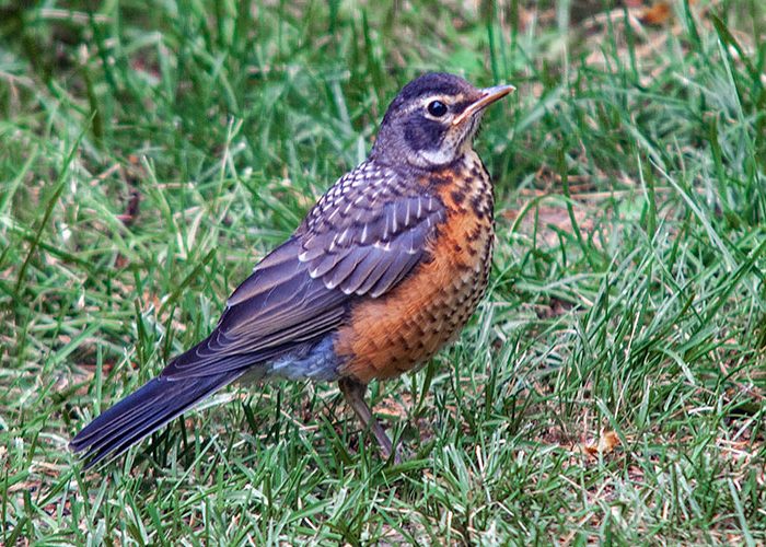 American Robin