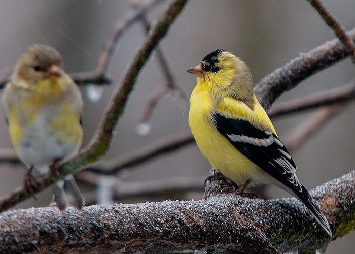 American goldfinch