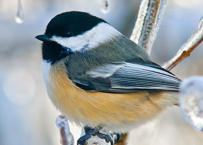 Black-capped-Chickadee-