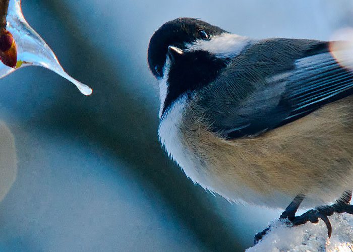 Black-capped-Chickadee-