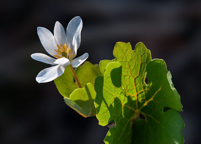 Bloodroot Sanguinaria canadensis
