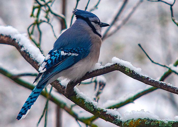 Blue-Jay