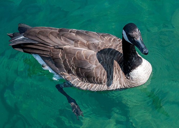 Canada Goose