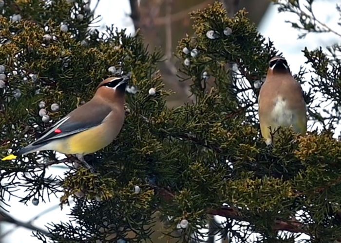 Cedar Waxwing