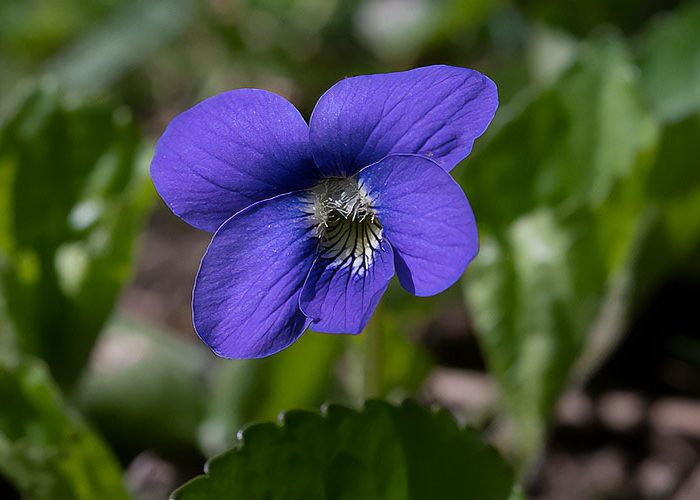 Common Blue Violet