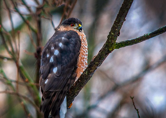 Coopers Hawk