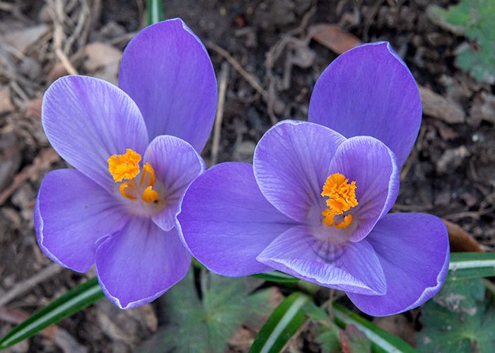 Crocus Crocus vernus