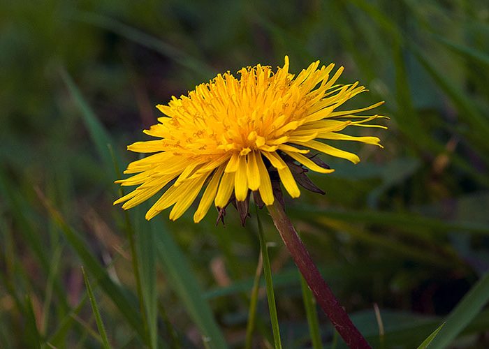 Dandelion Taraxacum officinale