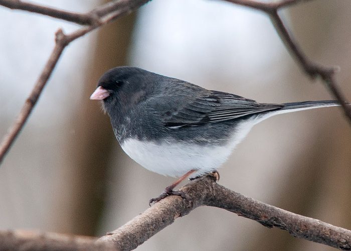 Dark-eyed Junco