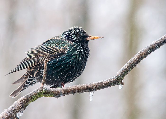 European Starling