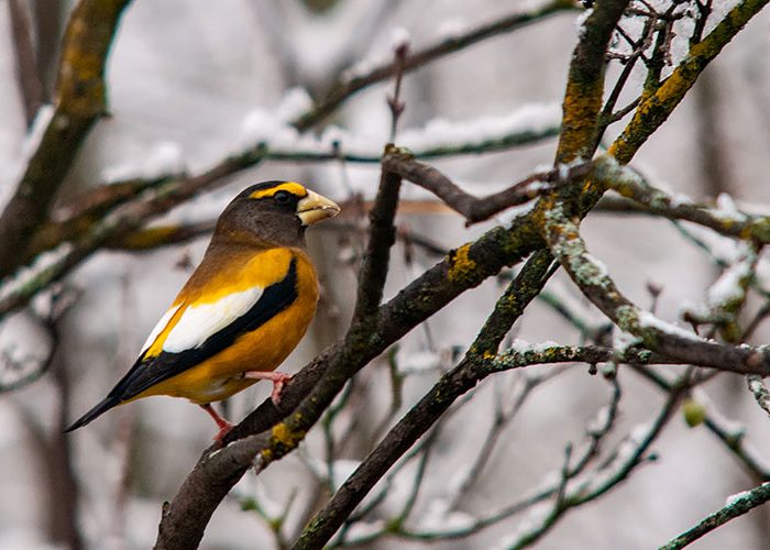 Evening Grosbeak