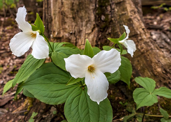 Great White Trillium Trillium grandiflorum