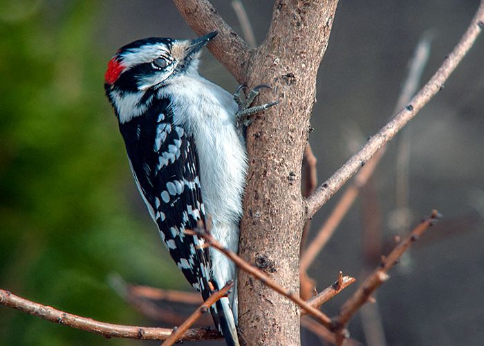 Hairy Woodpecker