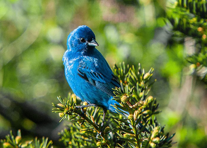 Indigo Bunting