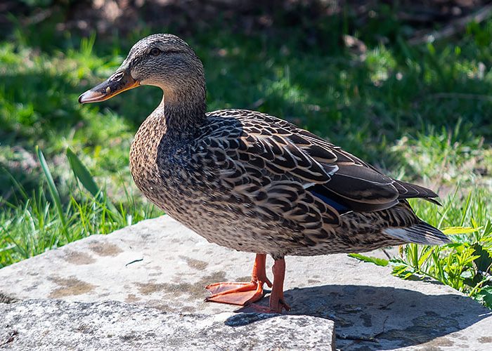 Mallard or Wild Duck F