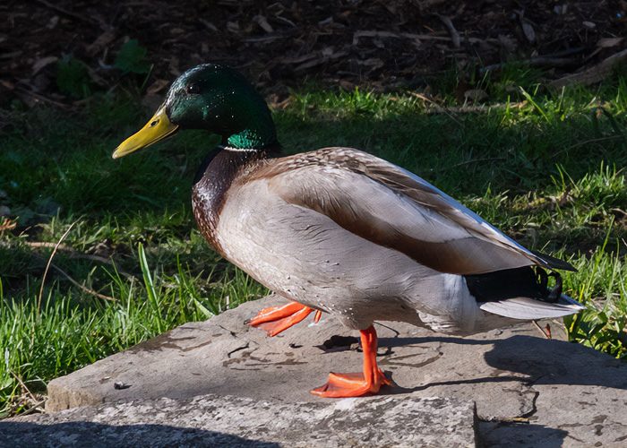 Mallard or Wild Duck M