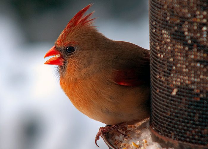 Northern Cardinal female