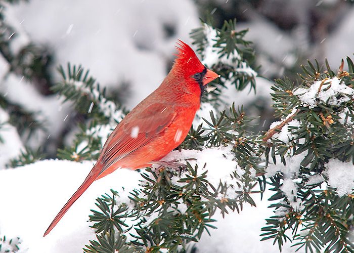 Northern Cardinal male