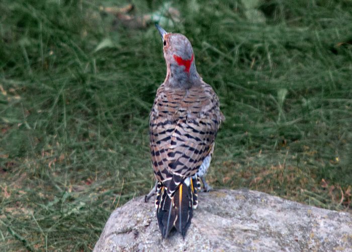 Northern Flicker