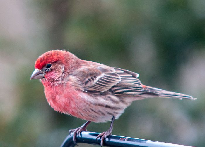 Purple Finch