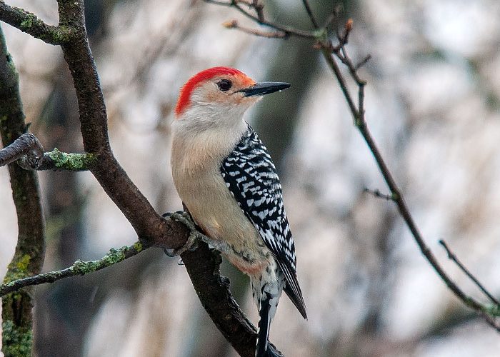 Red-bellied Woodpecker