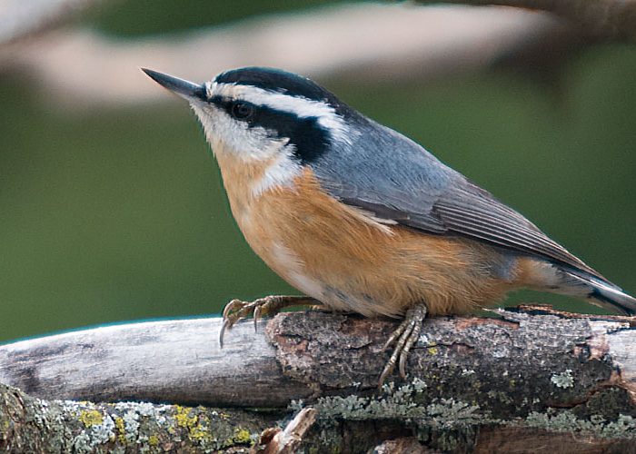 Red-breasted Nuthatch