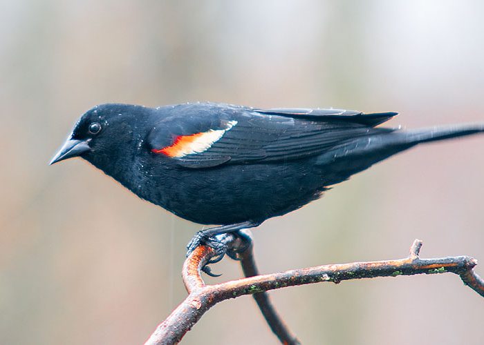 Red-winged Blackbird