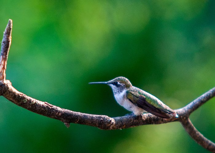Ruby-Throuth Hummingbird