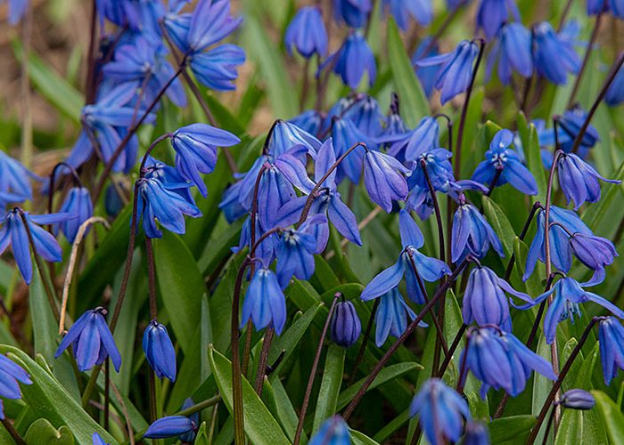 Siberian Squill Scilla siberica