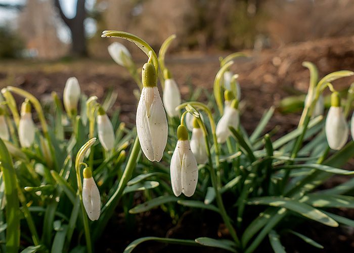 Snowdrops Galanthus nivalis