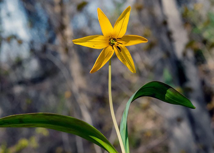 Trout Lily Erythronium americanum