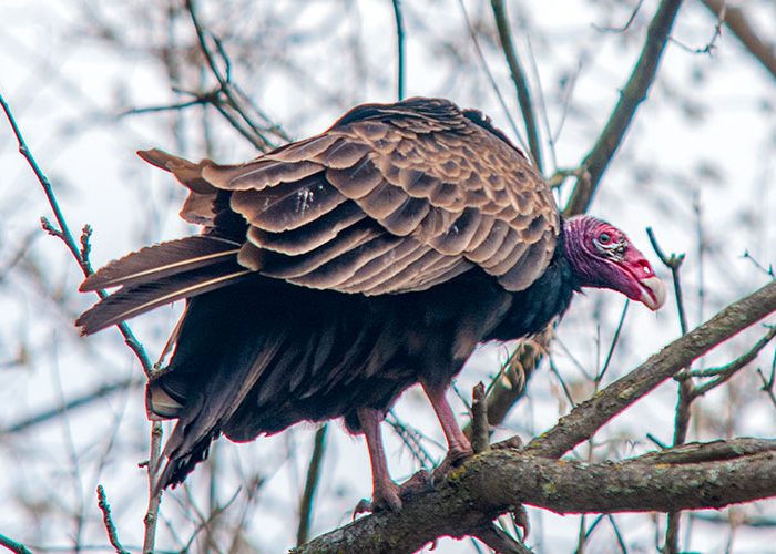 Turkey Vulture