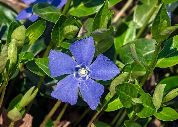 Vinca Minor