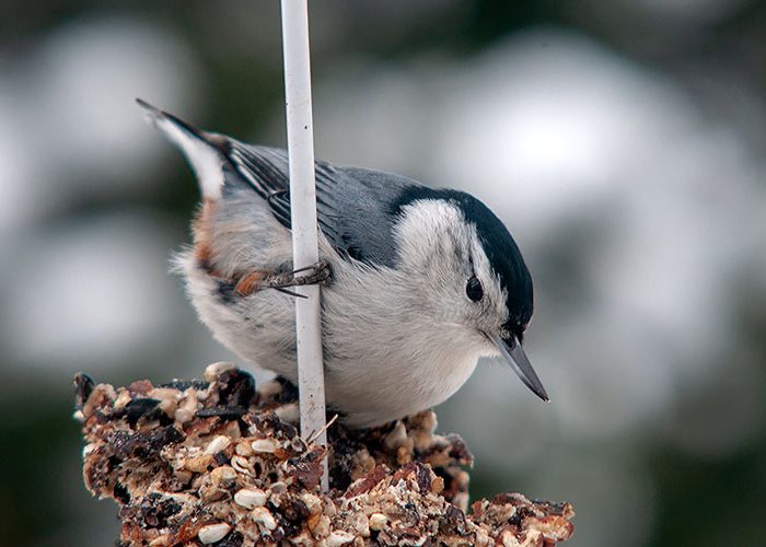 White-breasted Nuthatch