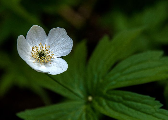 Wood Anemone Anemon