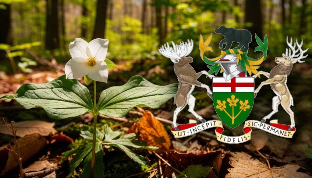 Trilllum Ontario Symbol