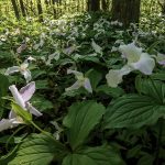 Trillium Wood