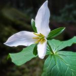 Trillium Ontario