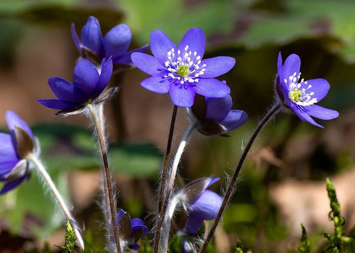 Hepatica nobilis